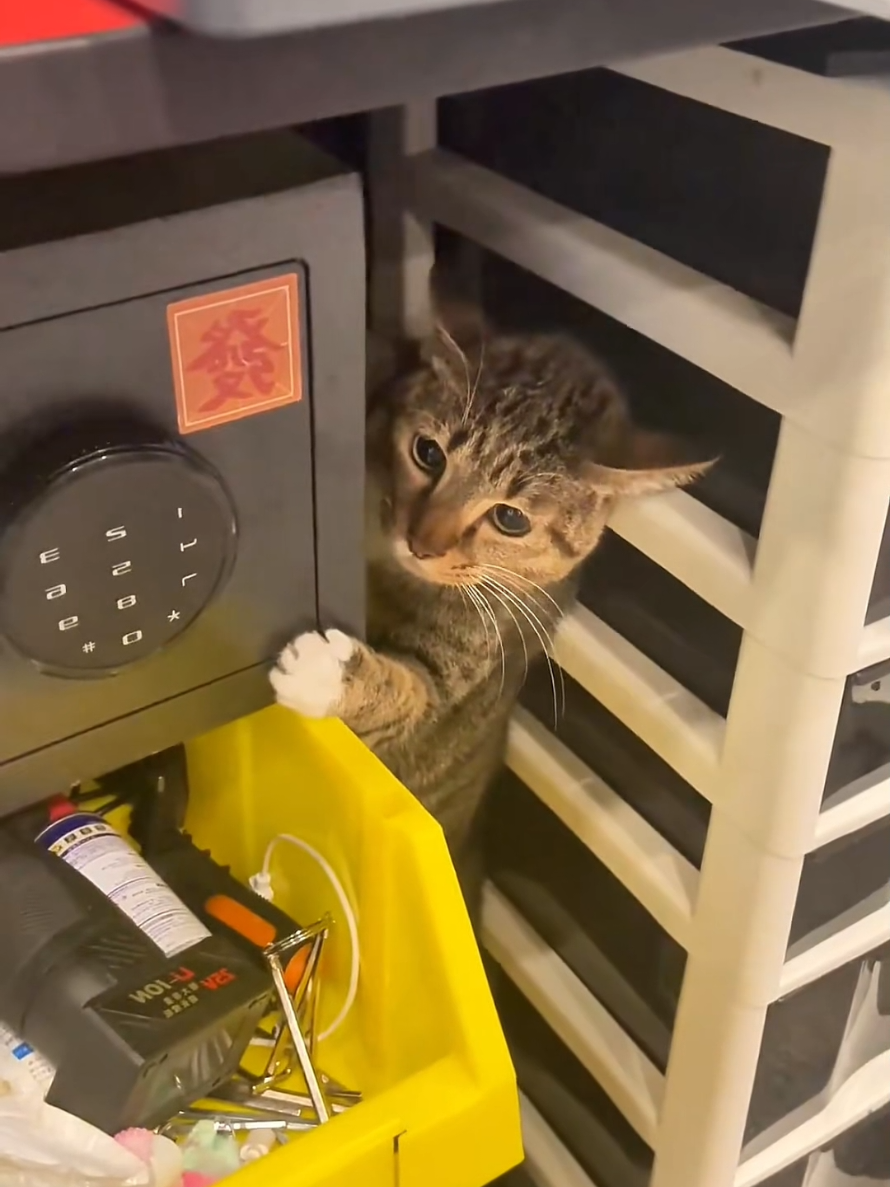 cats getting scared 😭  #catsoftiktok #catlover #pets #PetsOfTikTok #cat 