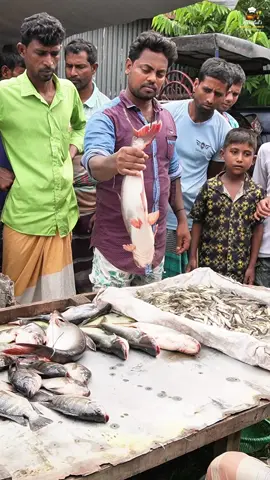 🇧🇩✨ বাংলাদেশের বিখ্যাত পাঙ্গাস 🐟 মাছের পায়েস 🍚🥛🍮 ✨🎉#creatorsearchinsights  #ViralFoodVideo 🔥  #BangladeshiFood 😋 #বাংলাদেশের_গর্ব 🇧🇩 #মিষ্টি_পায়েস 🍮 