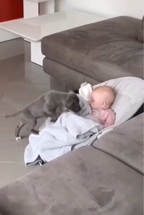 Dog love sleep with baby 🥰🥰#dog #pet #baby #bestfriend #cute #puppy #dogsoftiktok #foryou #usa🇺🇸 