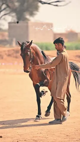 Watch Till The End❤️ #tentpegging #horselover #mirzaubaid172 #foryoupage #equestrian 