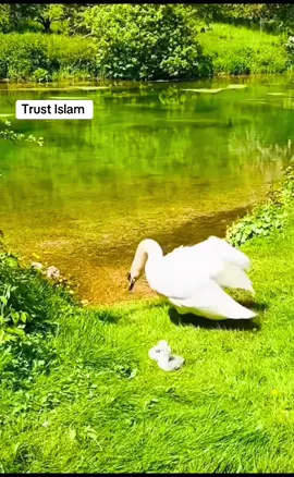 #onthisday Do good to others #muftimenkofficial #muslimtiktok #humanity 