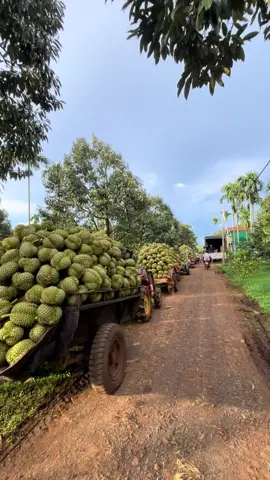 full 40tấn