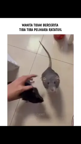 🗿 #wanita #wanitatidakbercerita #pov #mk #relateable #tikus #rat #meme #memes #reels #instagram #fyp 