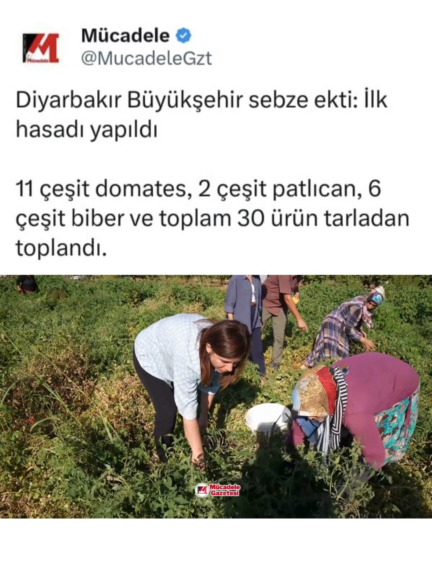 Diyarbakır Büyükşehir sebze ekti: İlk hasadı yapıldı!