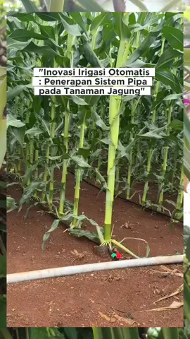 🌽💧 Inovasi untuk pertanian lebih efisien! Kami berhasil membuat sistem penyiraman otomatis berbasis pipa untuk tanaman jagung. Sistem ini membantu menghemat air, tenaga, dan waktu, sekaligus menjaga kelembaban tanah tetap optimal. Langkah kecil menuju pertanian modern yang berkelanjutan! 🚀👨‍🌾 #IrigasiOtomatis #TeknologiPertanian #InovasiAnakBangsa #TanamanJagung #SmartFarming     