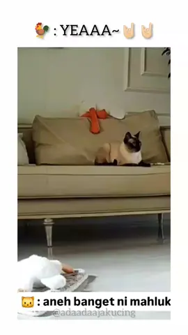 Ayam stress #kucinglucu #pecintakucing #pecintakucingindonesia #kucing #memekucing #kucingkocak #kucingcomel #kucingkampung #kucinglovers #catlover #funnycat #animallover #catoftheday #catvideo #ngakakkocak #kucingmarah #kucing #kucinggalau #catoftheday #catsoftiktok #fyp 