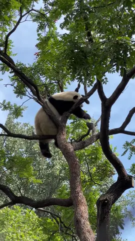 Funny panda🥰🥰let’s relax our tense nerves #pandafunnyvideo #cute #fyp #tiktok#panda