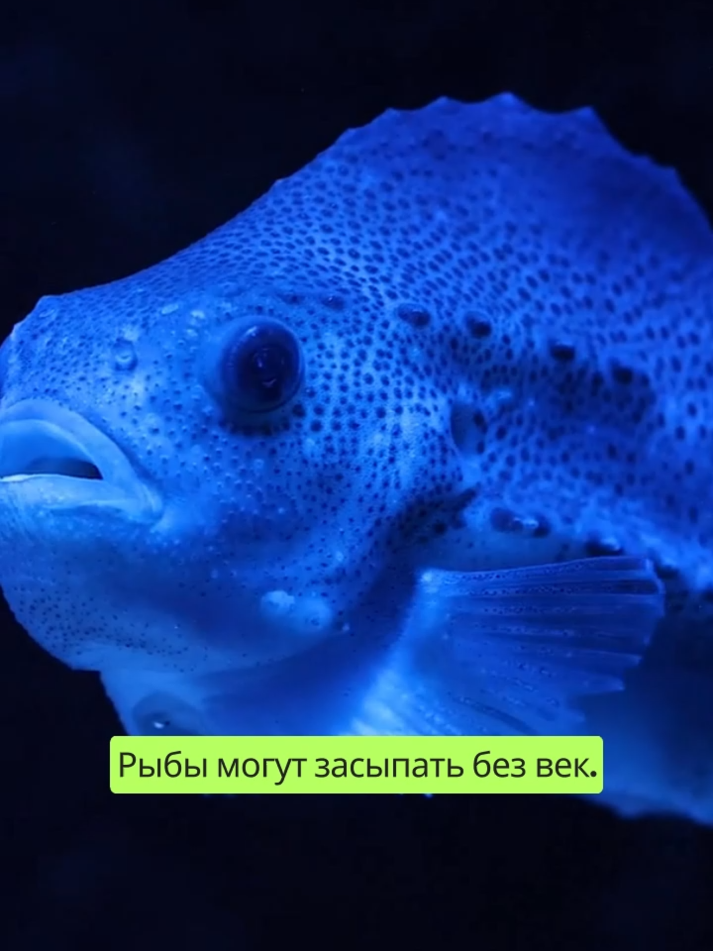 🎬100 удивительных открытий обо всём! (Приятного просмотра!) #wow #amazing #facts #world #knowledge #planet #life