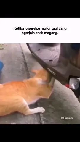 Bersiaplah. #memekucing #kucingoren #servicemotor #magang #motorhonda #mekanikmotor #catlover #cat #catsoftiktok #pov #mk #relateable #magang #fyp 