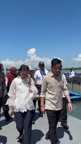 Acara Panen Perdana Budidaya Lobster Batam. #gibran #gibranrakabuming #wapres #jokowi #batam 