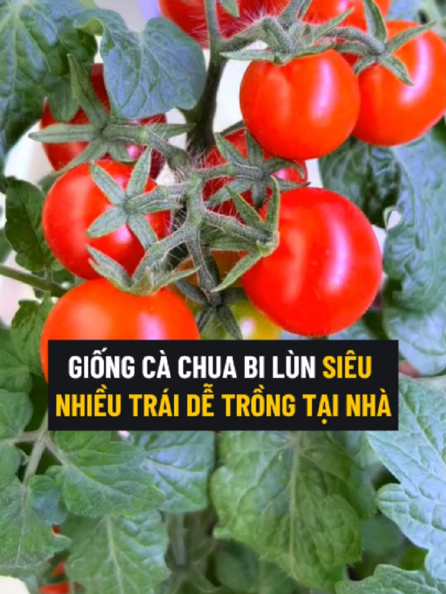 Giống Cà Chua Bi Lùn Siêu Trái Đủ Màu Sắc Có Thể Trồng Được Quanh Năm Bốn Mùa #cachua #cachuabi #cachuabilun #hatgiong #hatgiongcachua #hatgiongcachuabi #hatgiongcachuabilun #trongcay #trongcachua #trongcachuabi #trongcachuabilun