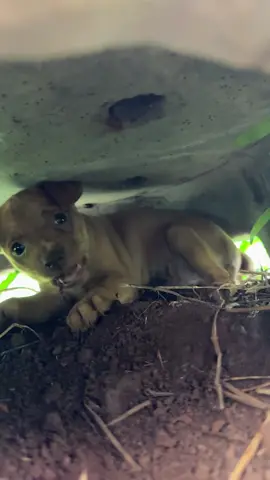 Nay em có động phủ mới nên không sợ ai cả🥰🥰🥰#puppy #thucung #phochuou #potayto 