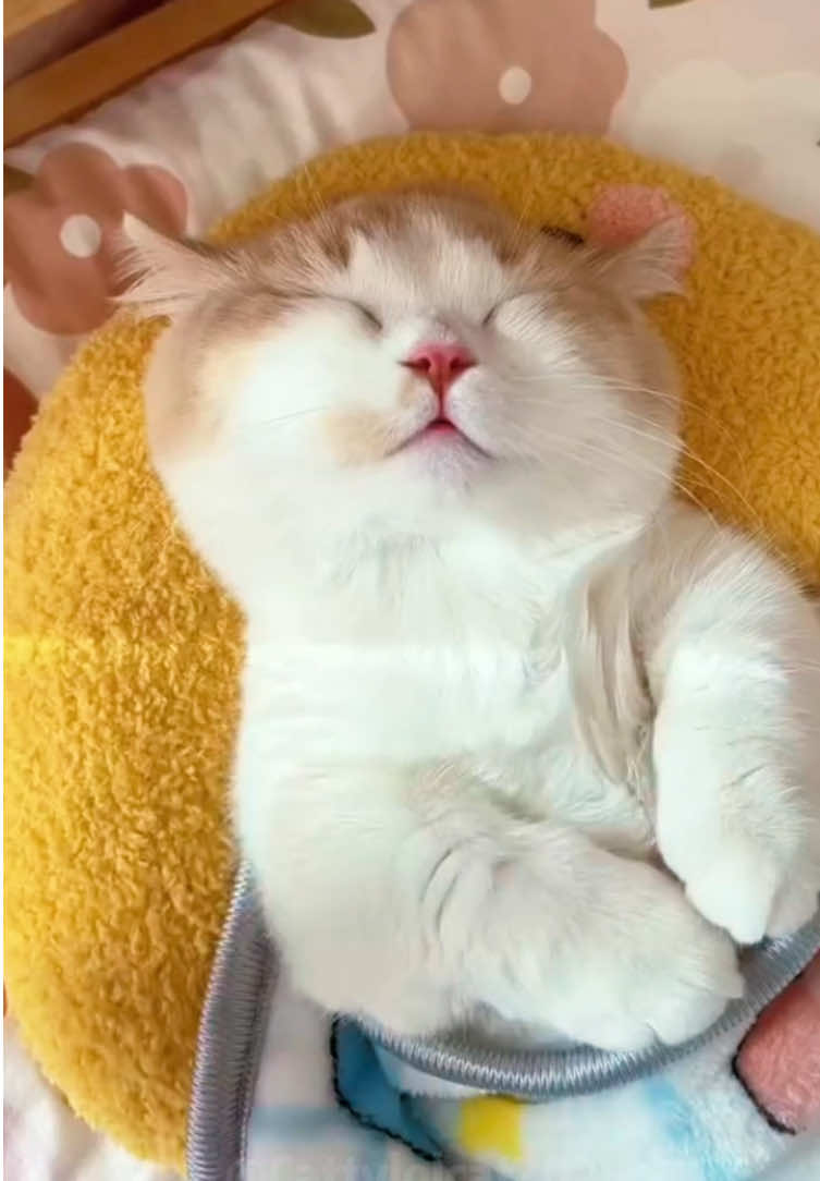 Disturbing a cat's beauty sleep should be a federal crime us🐈😴 # #catsoftiktok #fyp #foryoupage #funnycats #cutecat