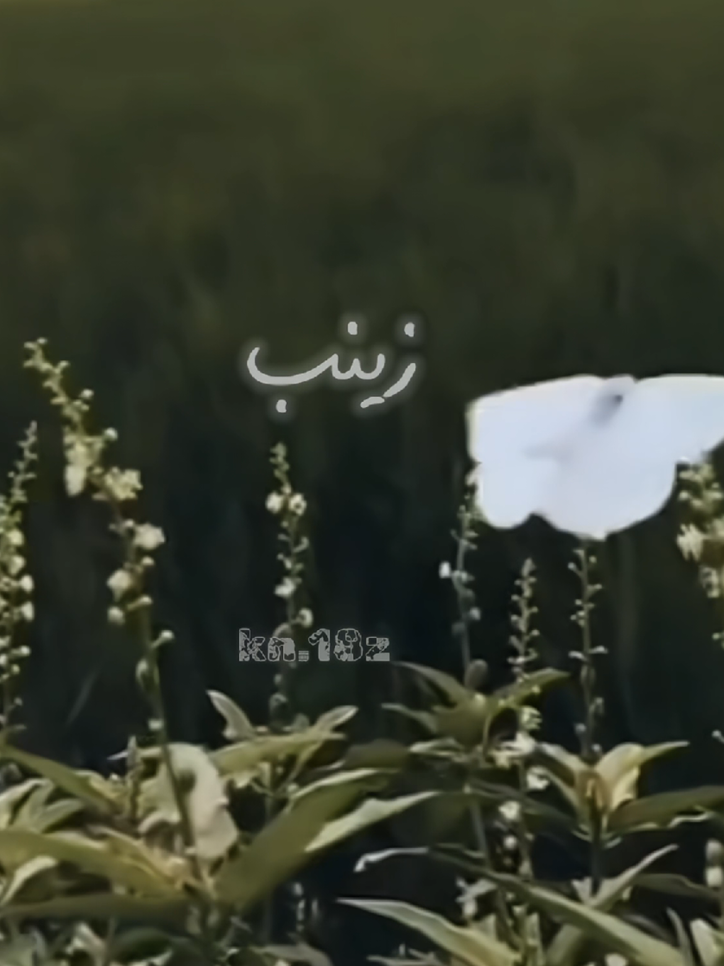 اسم زينب في قصائد الرادود خضر عباس .🦋. .. .. #الرادود_خضر_عباس #خضر_عباس #ترند_جديد #ترند #ترند_الاسماء 