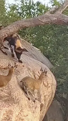 The antelope outsmarts the wild dogs #anilmals #fyp #wildanimals #wildlife 