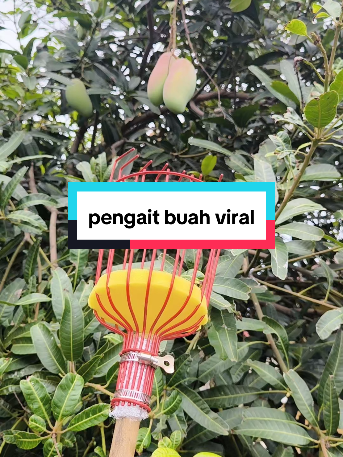 nasib baik ada pengait buah, rajin sikit nak kait walaupun dah tahu buah bagi akan bagi fakehope 😭😭 #buahbuahan #buah #pengaitbuah #kebun  #fruitpicker 
