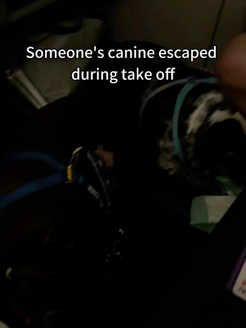 British bulldog in the cabin with its owner A journey together #pettransport #petshipping #petexpress #dogtravel #pettravel #dogsa #bulldog