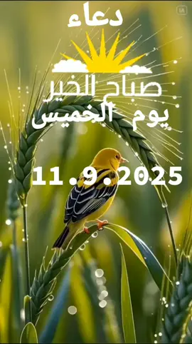 اللهم امين يارب العالمين 11.9.2025 #دعاء#يوم#الخميس#اللهم#امين 
