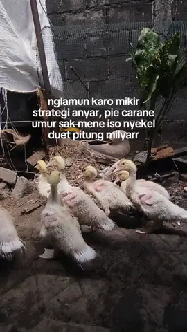 #peternakentok #entok #entokjumbo #peternakmuda #masukberanda 