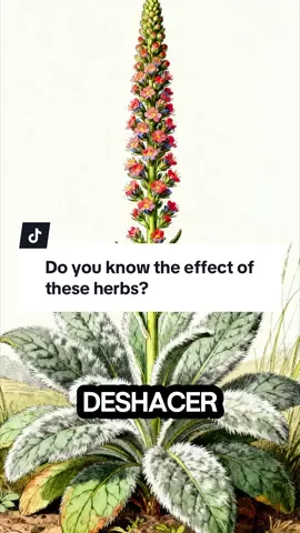 Where there are venomous snakes, there are antidote herbs. So, do you know any expectorant herbs?#tiktokshop #fyp #healthtea #tea #smokers 