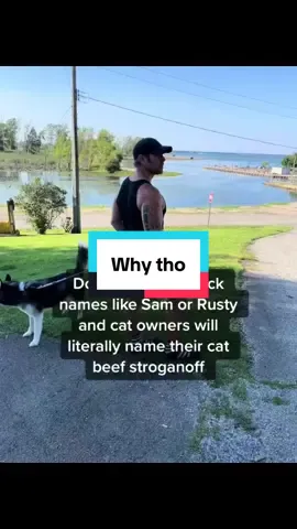 #catlover #catsoftiktok #cats #fypシ゚viral 