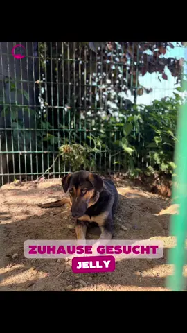 Jelly ist eine sehr menschenbezogene, aktive Hündin, die Nähe und Aufmerksamkeit regelrecht einfordert. Sie liebt Streicheleinheiten, ist verschmust und sucht ständig Körperkontakt 🐾❤️ Falls du oder jemand den du kennst Interesse an Jelly hast, melde dich per Mail 💌 an Vermittlung@Hunderettungeuropa.de oder besuche unsere Website hunderettung-europa.de #adoptdontshop #rescuedogsoftiktok #dogsoftiktok #tierschutz #hunderettungeuropa