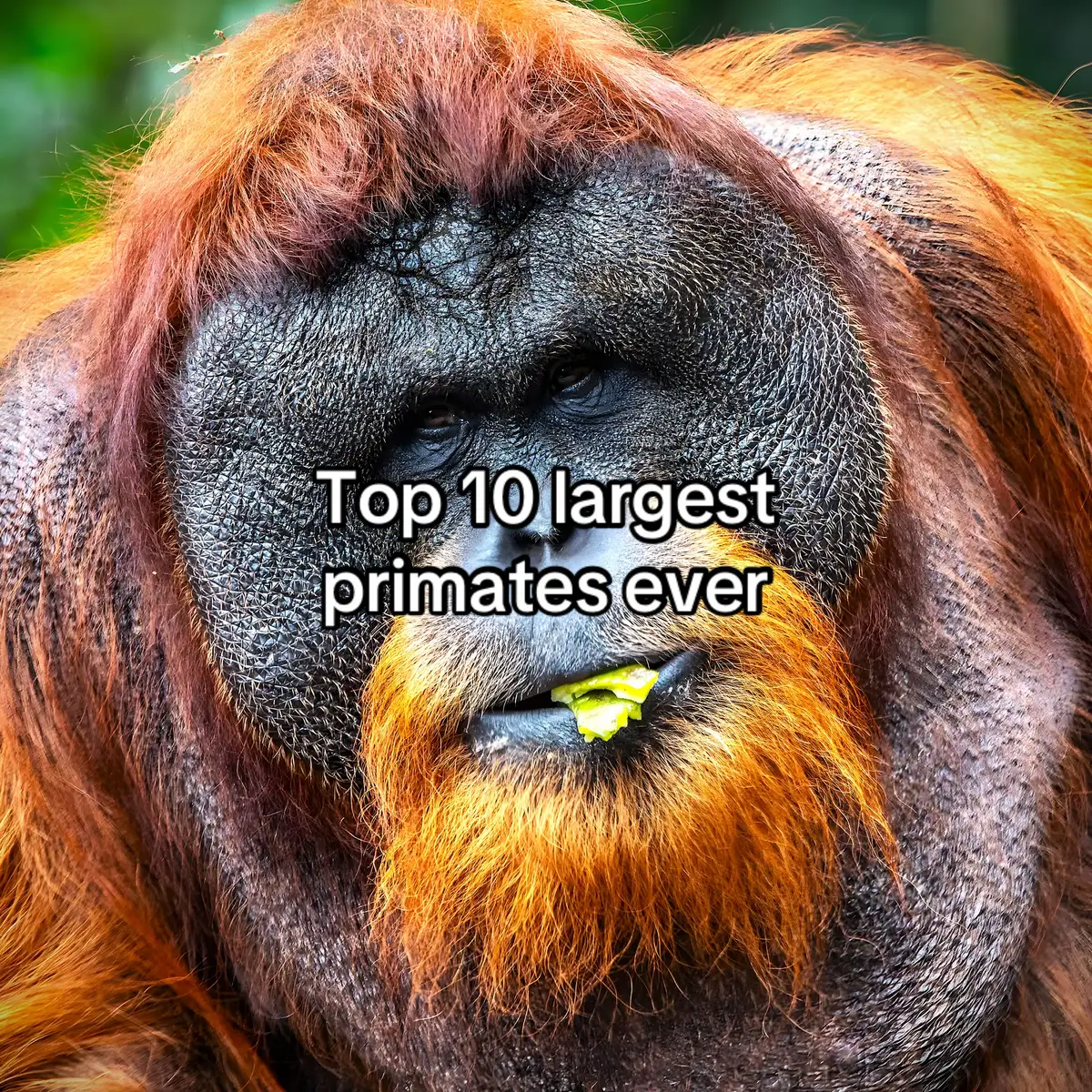 Top 10 largest primates to ever live // based on upper average // #fy #fyp #viral #monkey #tiktok 