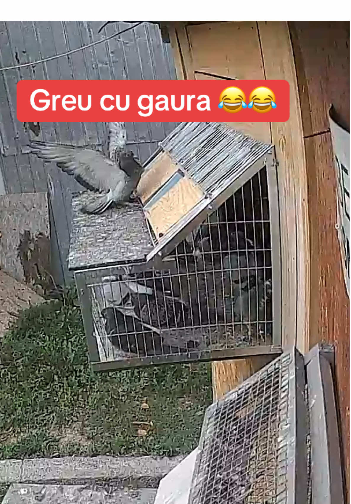Antrenament și alergat de Uliu, vrea să intre direct 😁 #porumbei #pericolloft #pericolgaming #racingpigeons 