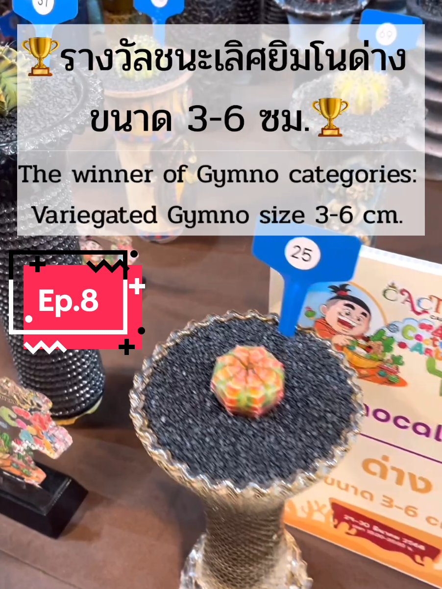 รางวัลชนะเลิศประเภทยิมโนด่าง ขนาด 3-6 ซม. งานแคคตัส Thailand 30-31 สิงหาคม 2568 #cactusthailand #gymnocalycium #แคคตัสมือใหม่หัดปลูก #บิ๋มที่ชอบปลูกแคคตัส #cactus 