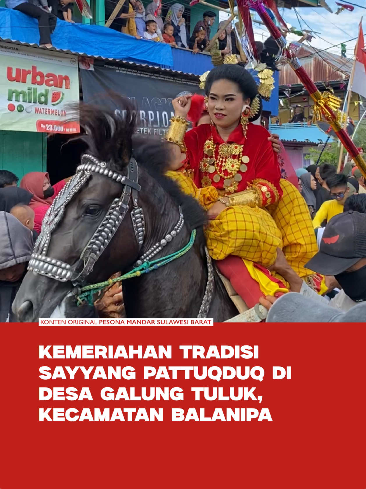 Kemeriahan tradisi Sayyang Pattuqduq di Galung Tuluk, Kecamatan Balanipa, kembali hadir dengan kemeriahan. Suasana penuh semangat, kuda yang menari, dan iringan musik rebana menjadi bagian dari kebanggaan masyarakat Mandar menjaga budaya leluhur.