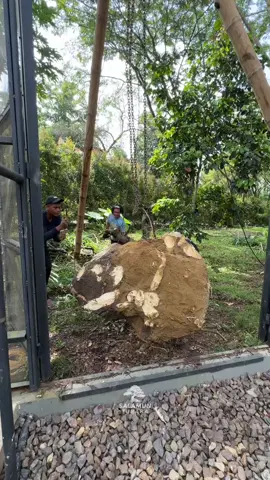 Pengangkatan pohon pule  #salamuntubaba #tukangtaman #tukangtamanlampung #taman #lampung