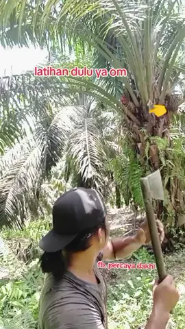 latihan dulu ya om #percaya #dakhi #tukangpanensawit #Kampakmatasatu 