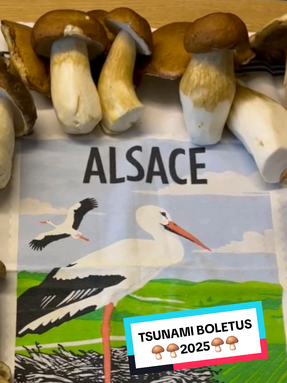 Tsunami Boletus 🎥⭐️🍄‍🟫 Jeff #porcini #champignons #nature #pourtoi #mushroom 