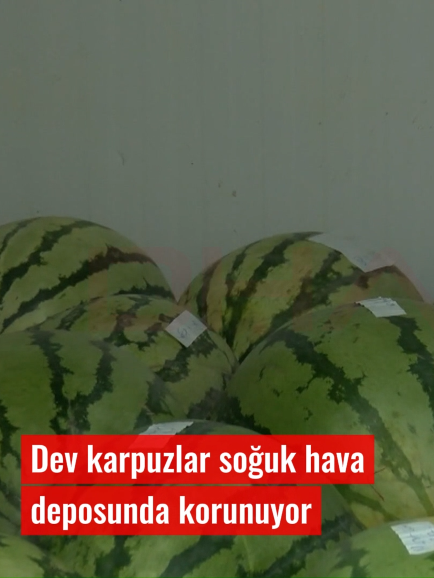 #Diyarbakır’da 76 dev karpuz, yarışma öncesi soğuk hava deposunda korunuyor Diyarbakır’da düzenlenecek 15’inci Diyarbakır Karpuzu Tanıtım Etkinliği için üreticilerin yarışmaya katılacakları 76 dev karpuz, soğuk hava deposunda 4 derecede muhafaza ediliyor. Yarışmaya katılım için belirlenen 25 kilo olan alt sınır, kuraklık nedeniyle 20 kiloya düşürüldü. Selim KAYA- Gıyasettin TETİK / DİYARBAKIR, (DHA) #DHA #Haber #Karpuz #SoğukHava #Depo #Diyarbakır