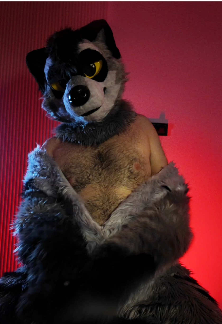Raccoons have remarkable strength in their front paws - they can exert a grip strong enough to pry open containers, doors, and even lift objects over half their body weight. Studies show that their forepaws contain nearly twice as many sensory receptors as a human hand, giving them both power and precision when manipulating objects.