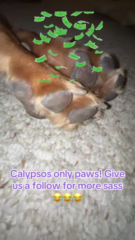 😂😂😂#dog #dogsoftiktok #dog #fyp #trending 