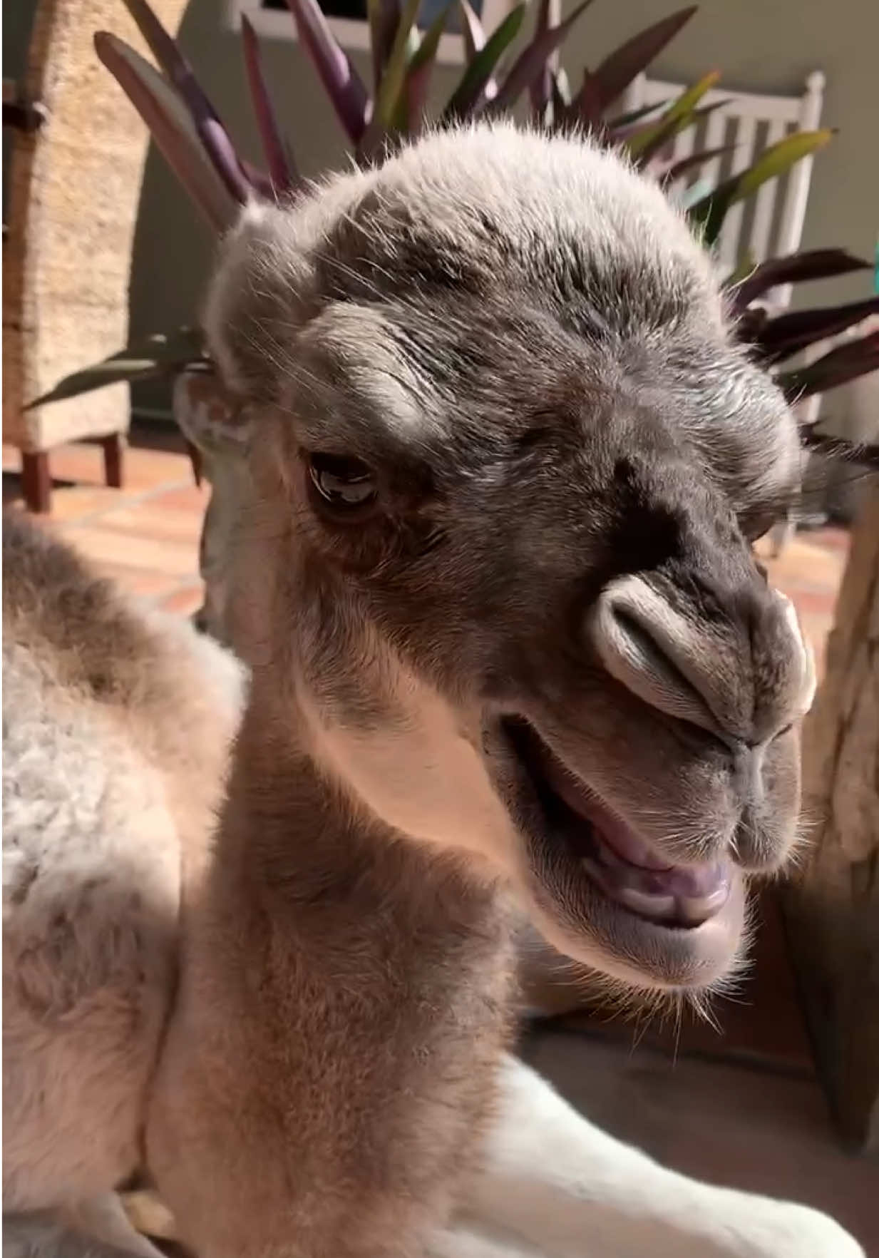 Hahaha She’s Got A lot To Say! B is now a full grown adult camel.. you can feed her during the tour book now at AnimalEDventures.com 