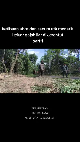 ops permindahan gajah liar di jerantut phg..nnt kn sambungan abot dan sanum menarik gjh liar di jerantut. #PERHILITAN  #UTG_PAHANG  #PKGK_KUALA_GANDAH 