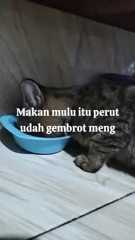 gembroot  #masukberandafyp #makan #kucinglucu #kucingtiktok 