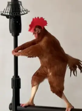 Động vật nhảy đáng yêu #xuhuong #animals #petcute #chicken #funnyvideos 