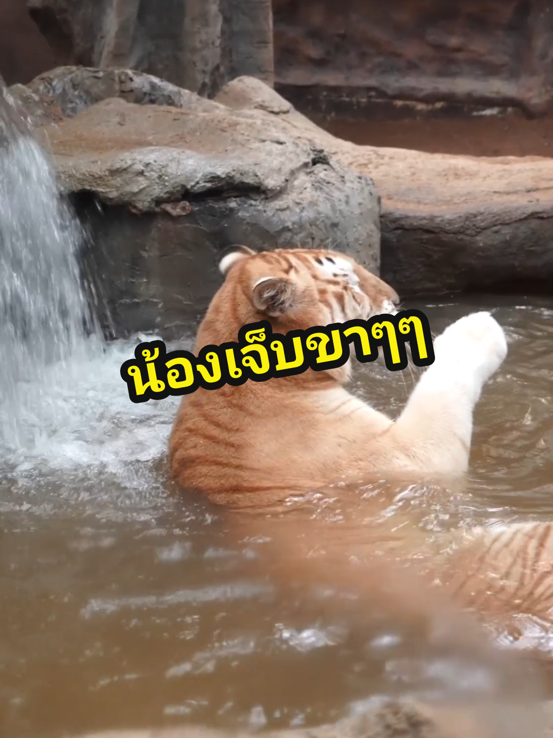 พี่ลูน่าการละครมากค่ะ 🐯 #น้องเอวา #พี่ลูน่า #เสือโคร่งสีทอง #เชียงใหม่ไนท์ซาฟารี #chiangmainightsafari ​