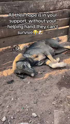 #letswoktogesothatwebuildforthemawonderfulhome🙏🙏🙏🙏🙏 #pleaseletsmakeitgoviral🙏🏻❤🤗 #savedoglive🐕 #pleaseletsmakeitgoviral🙏🏻❤🤗 