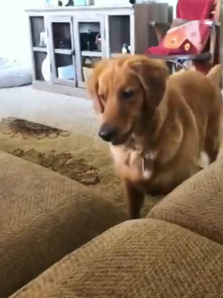They're the best kind of golden retriever though, aren't they? #goldenretriever #funnydogs #dogsoftiktok 
