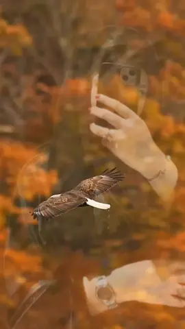 إحنا كيف الصقر فوق🦅