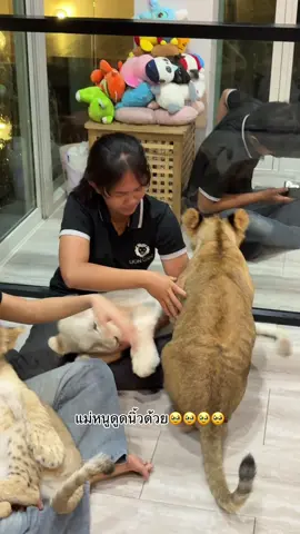 ใครผอมบ้างถามจริง55555555#ilon #phuket #เลี้ยงสิงโต #thailand 