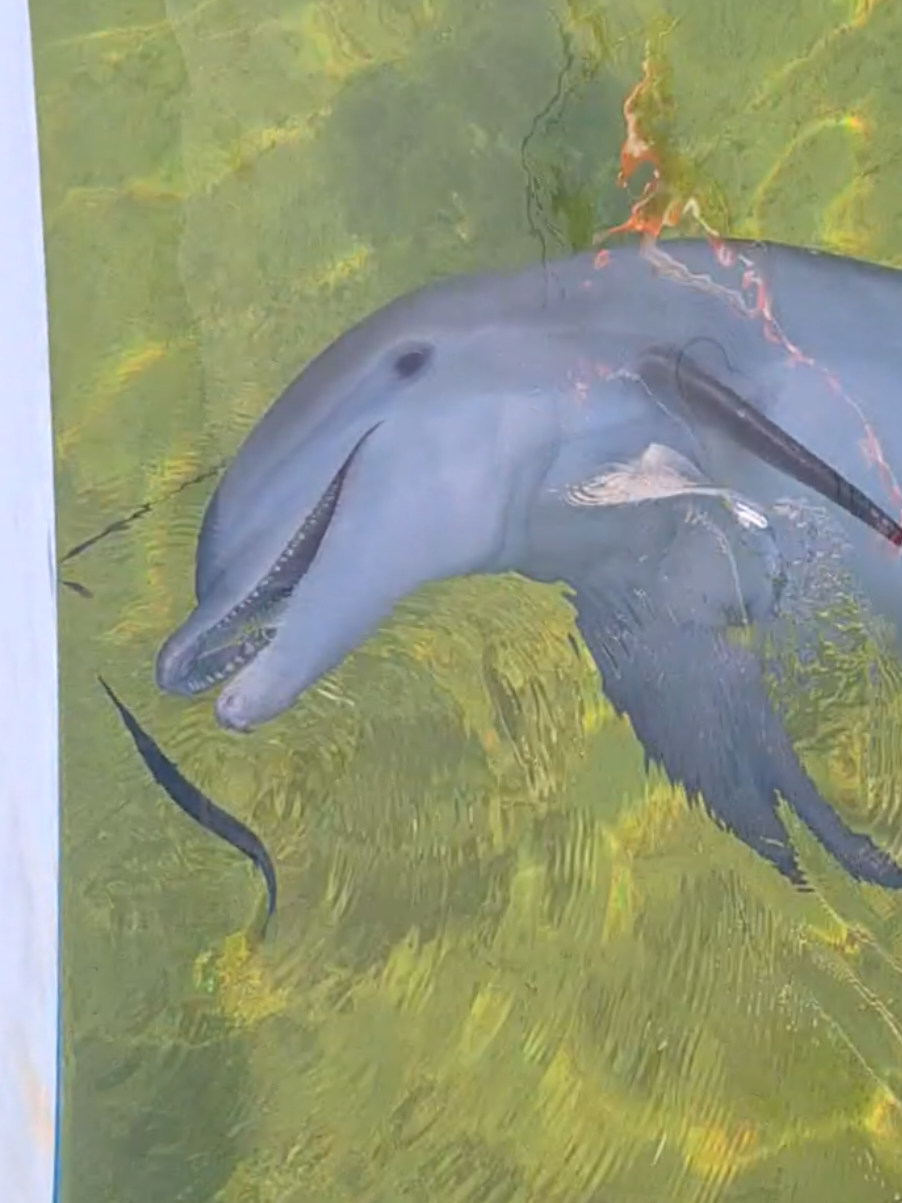#dolphins #boatlife #sailorshawn #floridakeys 