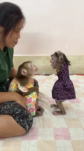 What a cute little monkey#Monkey #CuteandCute #SelectedTiktok 