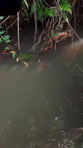 jauhkan aku dari yg namanya siluman keyeup guru 😂 #Mancingdisungai #mancingwader #Microfishing #alamliar #fypviral 