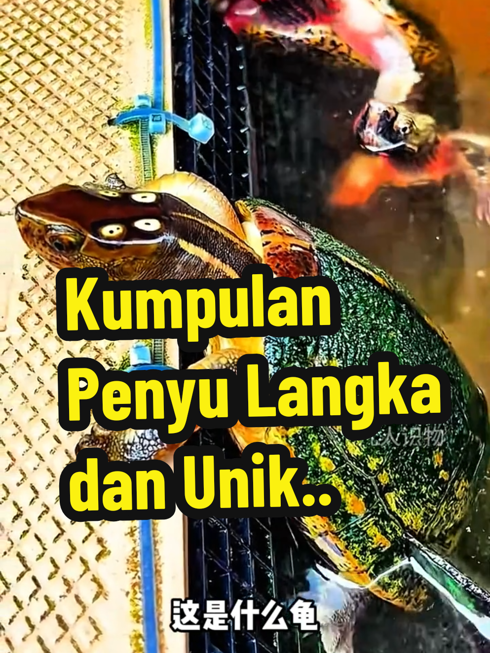 Dalam video ini, kita akan mengenal berbagai jenis penyu yang sangat unik dan langka dari seluruh dunia! Dari penyu dengan dua kepala hingga penyu yang terlihat seperti daun kering, setiap spesies punya ciri khasnya sendiri. Mulai dari Penyu Hiu, Penyu Gajah Galapagos, hingga Penyu Berbulu Hijau, kamu pasti tak akan percaya mata sendiri! English - In this video, we explore some of the most unique and rare turtle species from around the world! From two-headed turtles to ones that look like dried leaves, each has its own fascinating traits. Meet the Alligator Snapping Turtle, Galápagos Giant Tortoise, and even the Green-Headed Turtle, you won’t believe your eyes!  #PenyuLangka   #HewanUnik   #FaktaAlam   #PenyuAneh   #KuraKuraJenis 