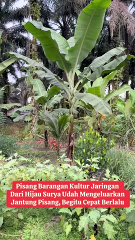 Pisang barangan kultur jaringan mengeluarkan jantung